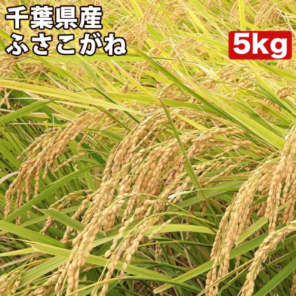 新米 米 5kg お米 玄米 真空パック(5kg×1袋)ふさこがね 千葉県 新米 米 5kg お米 玄米 真空パック(5kg×1袋)ふさこがね 千葉県