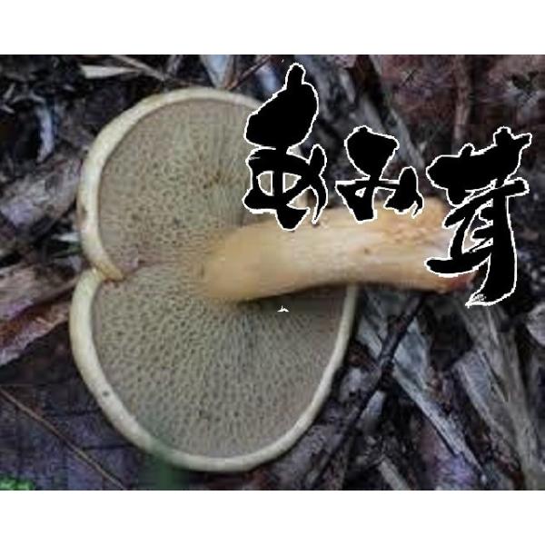 天然 きのこ（天然キノコ）あみたけ（シバタケ）300g 秋の味覚 山の幸