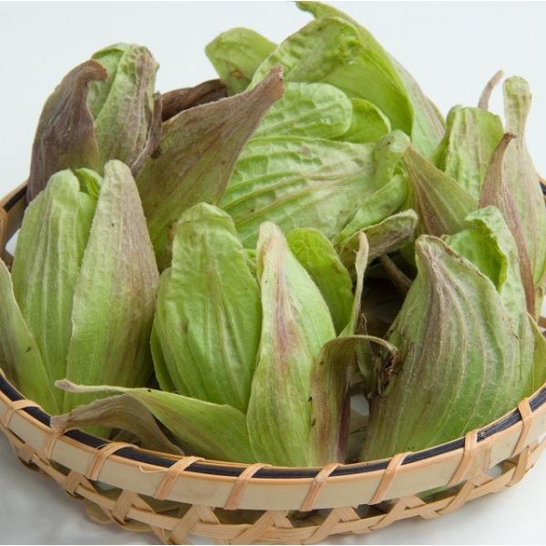 [Release date: March 15, 2026]春の味覚 早春の便り 山の幸 ふきのとう採りたてを産地直送。雪が消えるとすぐに花芽が大きくなります。蕾んでいるフキノトウを雪融け直後の場所で、雪の下か、落ち葉の下に隠れているフキノ...