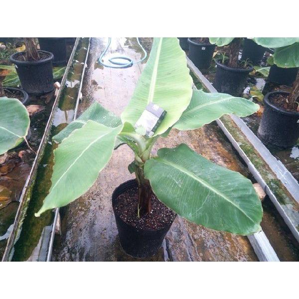 背丈60cmで実がなるスーパーミニバナナ特大苗No2！株分けした苗木