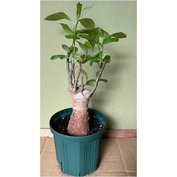 okuhida-fram_n3wpku6pih