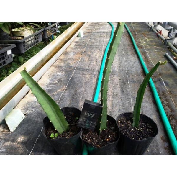 イエロードラゴンフルーツ（イエローピタヤ）Selenicereus megalanthusサボテン科：ヒロセレウス属原産地：中米地方熱帯地域に生息するサボテン類の果実のドラゴンフルーツ。見た目の派手さが印象的な南国の果物。その中でもなかなか...