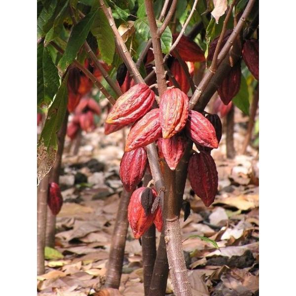 大きいカカオが実る品種です（Large Rounded Orange Red Cacao Fruit）数量限限定ですので無くなり次第終了品種：トリニタリオ種(TRINITARIO)原産地：南アメリカ実がなるのに早くて5年はかかります。近年カ...