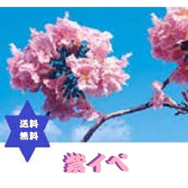 【健康食品】紫イペパウダー 500ｇ1袋 パウダルコ タペプイア アベラネダエ・無添加100% 高級高圧蒸気滅菌・送料当店負担