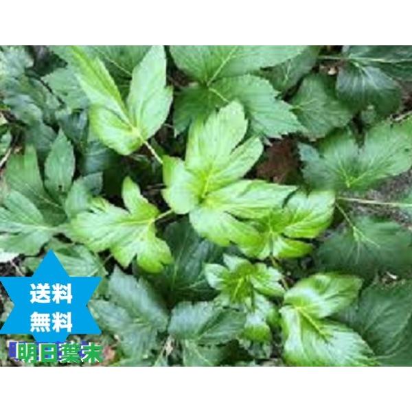 【健康食品】アシタバ  明日葉パウダー国産滅菌５００ｇ 1袋 無添加 100%高級高圧蒸気滅菌 送料当社負担●オーガニック入荷●●