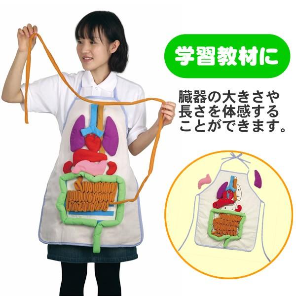 おうち時間を楽しむ おうち時間 グッズ エプロン 内蔵 臓器 比較 自由研究 体のしくみ エプロン 学習用 教材 内蔵の大きさ説明エプロン 人体 配置 教材 理科 お祭りコム 通販 Yahoo ショッピング