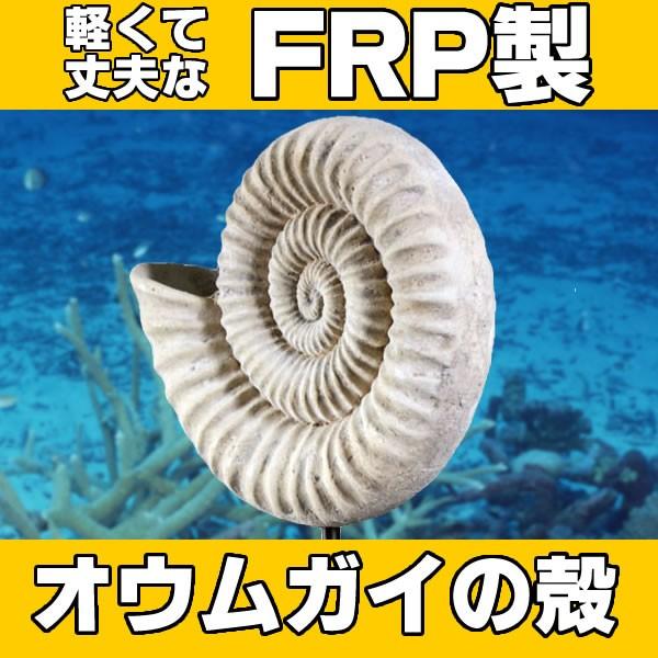オウムガイ 置物 オウム貝 化石 オブジェ ディスプレー オーナメント 代金引換不可 ディスプレイ Frp制 リアル 動物オブジェ オウムガイの殻 小 Fr お祭りコム Tシャツ 無地 プリント 通販 Yahoo ショッピング