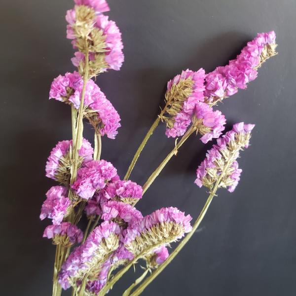 スターチス ドライフラワー みんな探してる人気モノ スターチス ドライフラワー