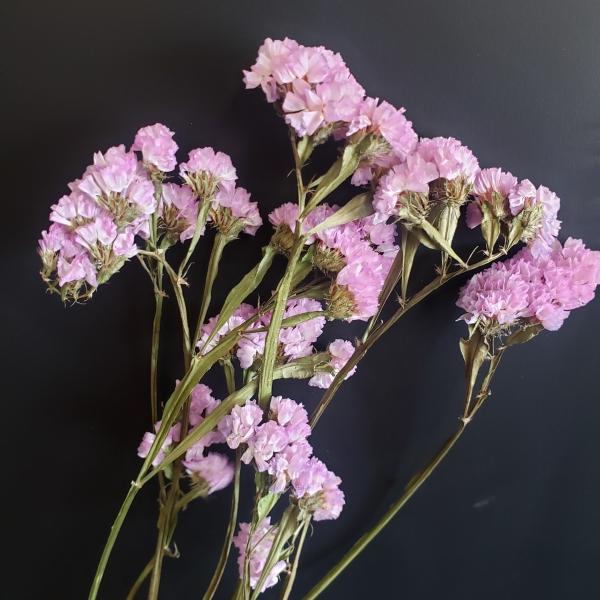 スターチス ドライフラワー みんな探してる人気モノ スターチス ドライフラワー