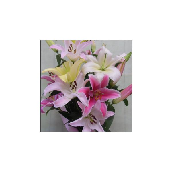 送料無料（ラッピング・送料込みで企画されたギフト商品）でお届けします。千葉県佐倉市で年間約10万本のユリを育ています。西洋では「celebration（祝賀）」の花言葉で愛されているユリはお祝いに最適です。おもてなしギフトには、「山崎スマイ...