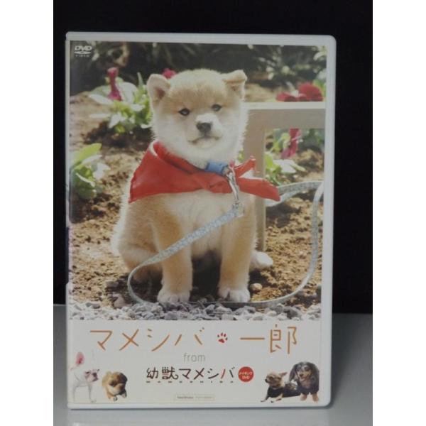 9700722【中古品DVD】マメシバ・一郎 from 幼獣マメシバ ※レンタル落ち