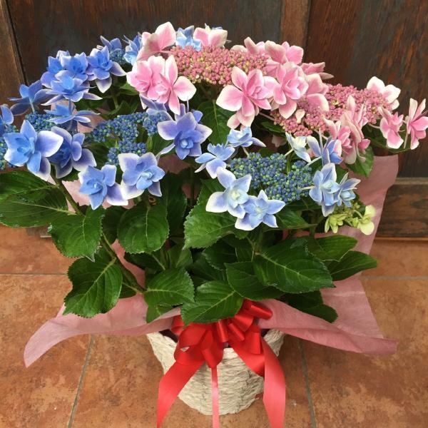 母の日プレゼント フラワーギフト 人気品種 母の日ギフト 花 ギガランキングｊｐ