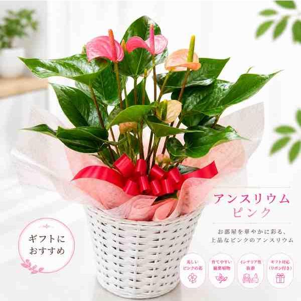 アンスリューム　ピンク　桃系♪６号鉢 室内に温もりを♪バスケット付きのセット価格【送料無料】