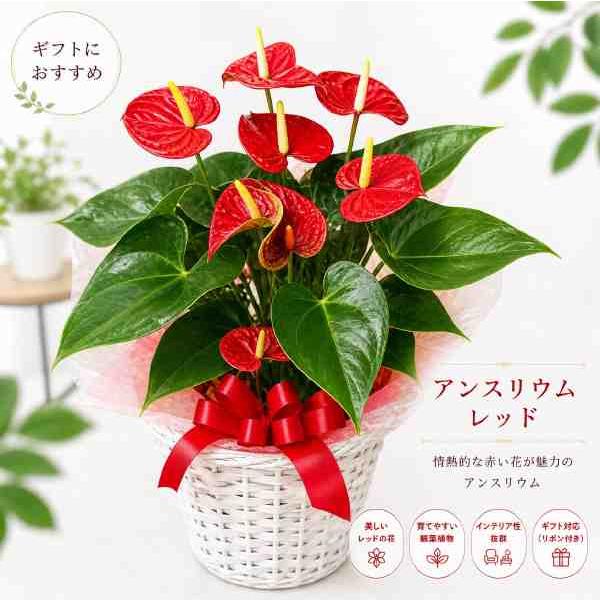 アンスリューム レッド系♪6号鉢　室内に温もりを♪バスケット付きのセット価格【送料無料】