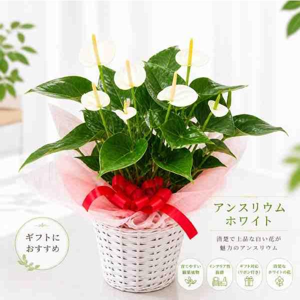 アンスリューム　ホワイト（白）♪６号鉢　室内に温もりを♪バスケット付きのお得セット価格【送料無料】フラワーギフト