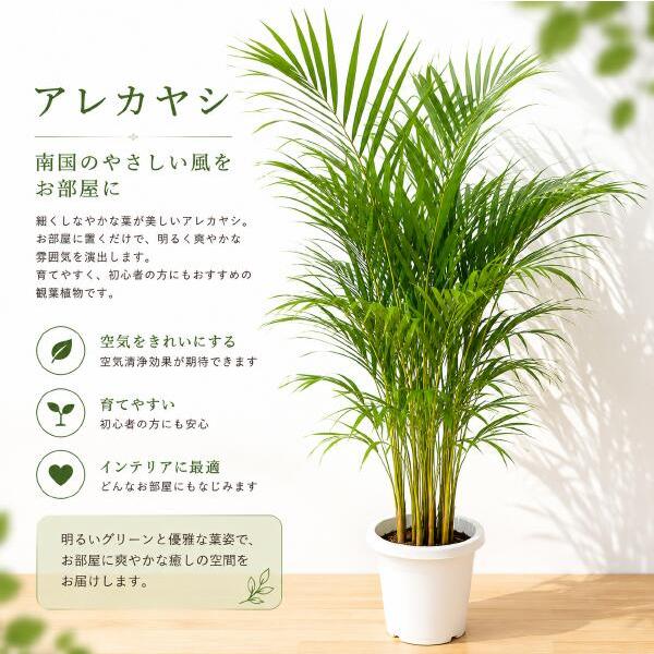 アレカヤシ ７号鉢植え　アジアンチックやモダン風・トロピカル風のインテリアなどにも♪植物を愛し思いやりで大きく育てて下さい