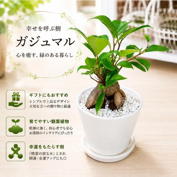 人参ガジュマル♪場所取らずでちょこっと置くだけ♪プレゼントや景品にも♪ミニ観葉植物サイズ 丸鉢　幸福をもたらすジキジムナー妖精が住む樹♪