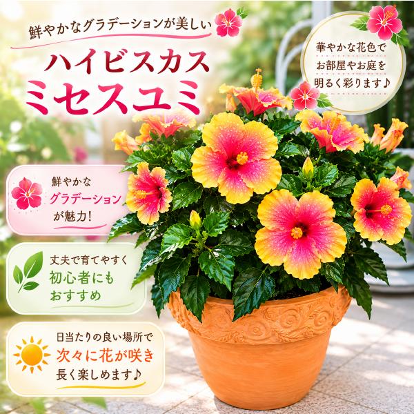 ハイビスカス ミセスユミ 大株ボリューム仕上げ♪テラコッタ陶器鉢 L-サイズ 夏の代表♪