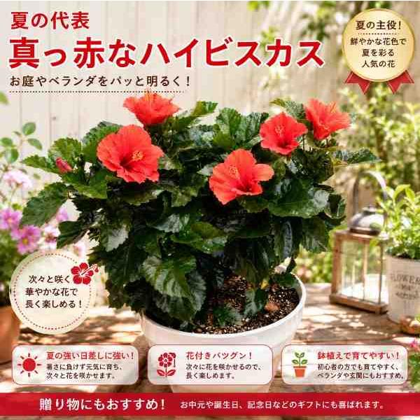 ハイビスカス 大株ボリューム仕上げ 真っ赤に仕上げた寄せ植え♪今日は何個が咲くかな〜♪プラスチック鉢植えで軽量化 L-サイズ