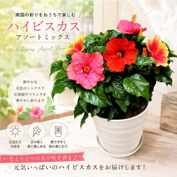 ハイビスカス 大株ボリューム仕上げ 人気のアソート（ミックス系）寄せ植え タイプ2<BR>プラスチック鉢植えで軽量化 L-サイズ