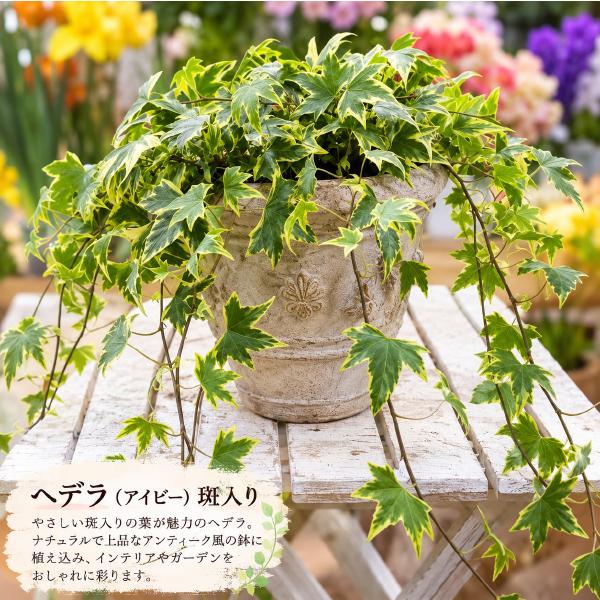 ヘデラ（アイビー）斑入りの大株寄せ植え アンティーク風のテラコッタ陶器鉢植え♪シンプル仕上げで手間要らずです♪
