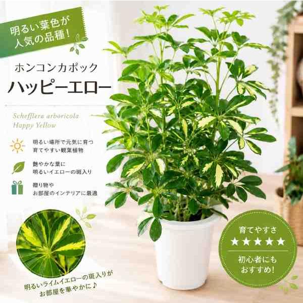 ホンコンカポック ハッピーエロー ７号鉢植え アジアンチックやモダン風・トロピカル風のインテリアなどにも♪植物を愛し思いやりで大きく育てて下さい♪