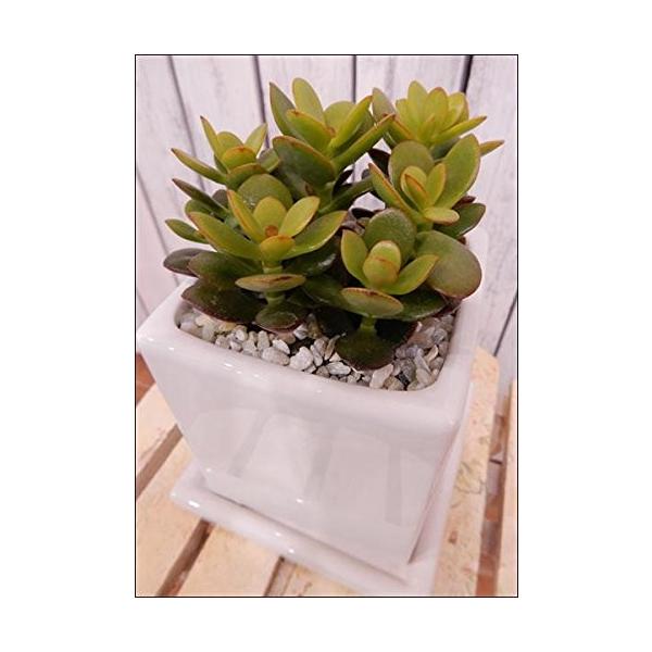 観葉植物 黄金花月」の人気商品一覧 | 安い商品を通販サイトから探す