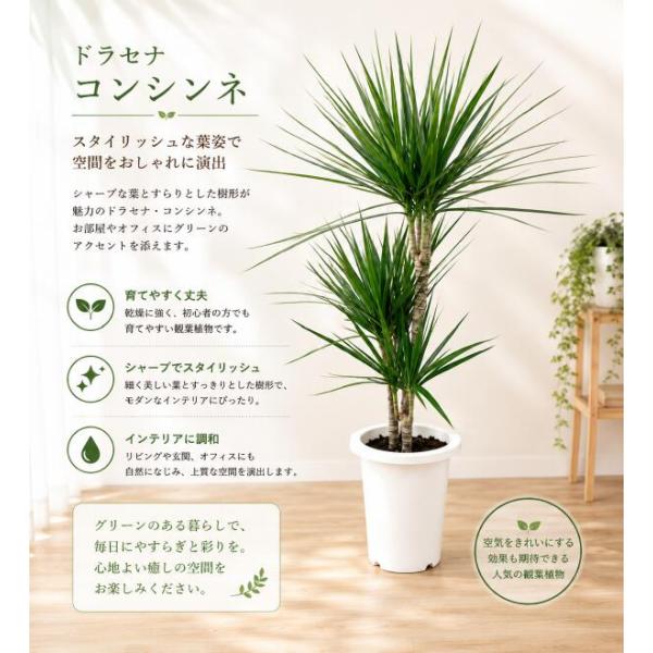 ドラセナ コンシンネ ７号鉢植え　アジアンチックやモダン風・トロピカル風のインテリアなどにも♪植物を愛し思いやりを