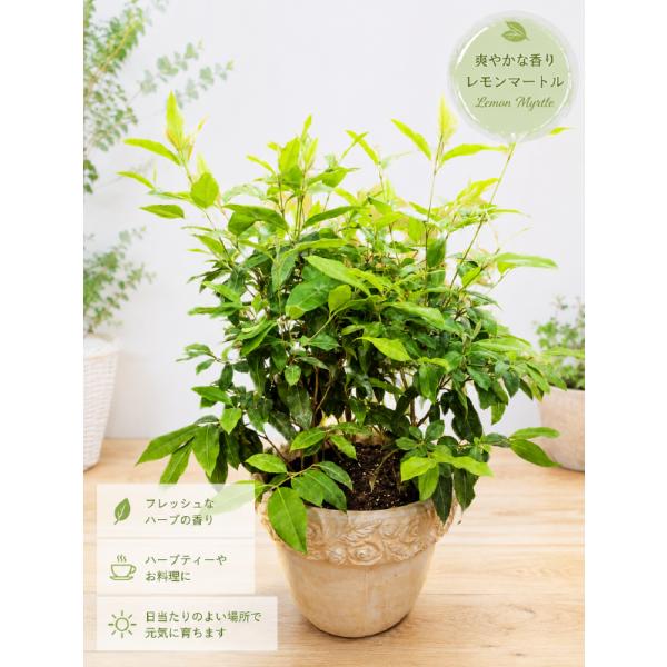 レモンマートルの木 テラコッタ陶器鉢植え 大株仕上げ　LLL−サイズ シトラール効果♪ストレス解消効果 リラックス効果 不眠症改善
