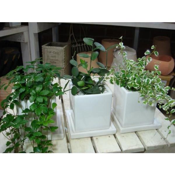 lĈ̏i~jϗtA@RZbg̔iVbTXVK[oCEtBJXv~EO[hjIVɌ߂CeA픫