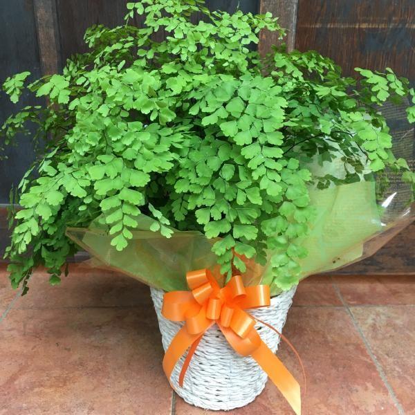 AWA^ӂӂtVvكJSioXPbgj^Cv̂Zbgi