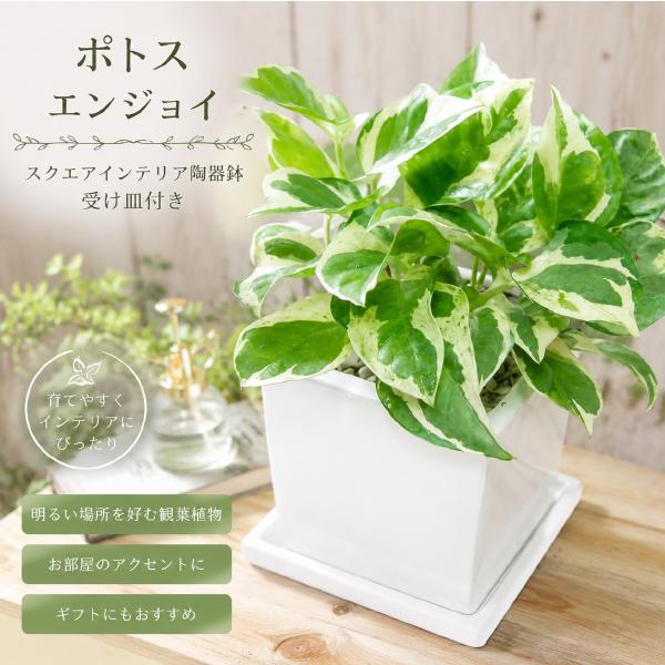 ポトス　エンジョイ♪もっとも美しいポトスの進化型♪スタイリッシュな観葉植物♪場所取らずでちょこっと置くだけ♪
