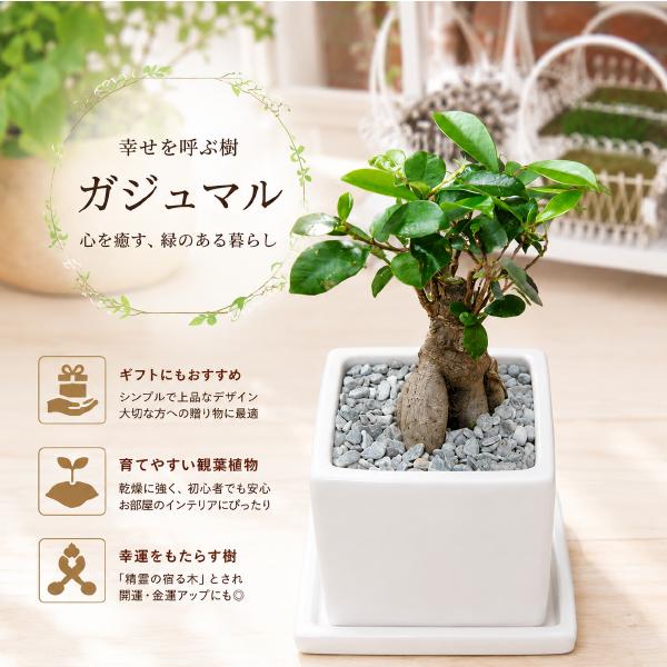 人参ガジュマル♪場所取らずでちょこっと置くだけ♪プレゼントや景品にも♪ミニ観葉植物サイズ