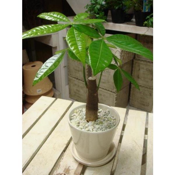 パキラ♪スタイリッシュな観葉植物♪場所取らずでちょこっと置くだけ♪