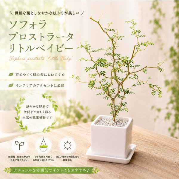 ソフォラ　プロスタータ　リトルベイビー　ミニ観葉タイプ ホワイトインテリア陶器鉢 受け皿付き♪ クネクネして面白く葉っぱがとても小さいです♪