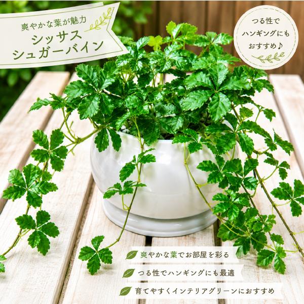 パーセノシッサスシュガーバイン♪場所取らずでちょこっと置くだけ♪プレゼントや景品にも♪♪モダン風アジアンテイスト♪