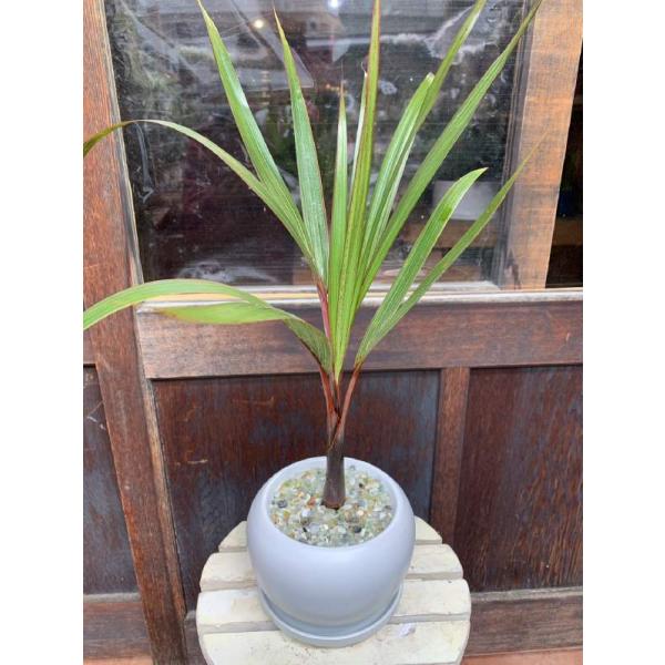 スタイリッシュな観葉植物♪金運アップのトックリヤシ（ボトルパーム）♪ホワイトインテリア陶器鉢【受け皿付き】♪オシャレ仕上げ♪モダン風アジアンテイスト♪