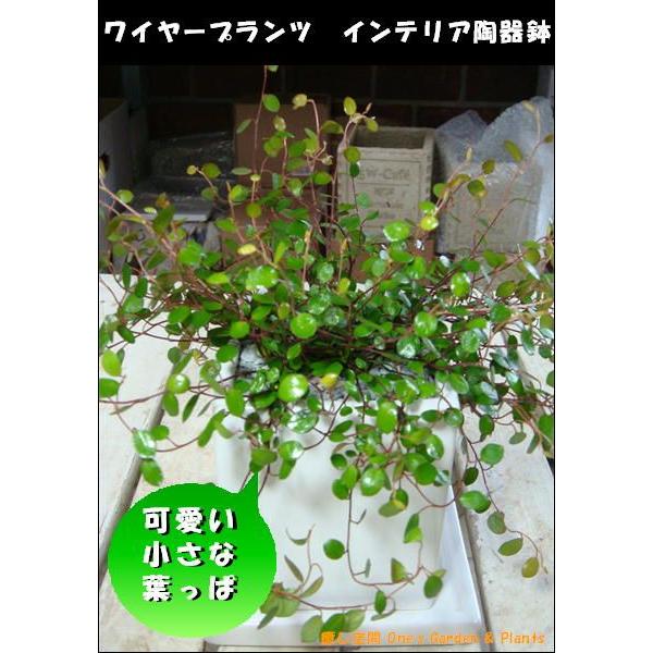 ワイヤープランツ 場所取らずでちょこっと置くだけ ミニ観葉植物サイズ モダン風アジアンテイスト Mini Waiya 癒し空間 One S Garden 通販 Yahoo ショッピング