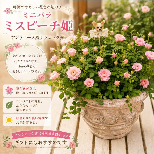 ミニバラ ミスピーチ姫の大株寄せ植え ピンクのお花で見とれてしまいそう♪ アンティーク風のテラコッタ♪四季咲き性でシンプル仕上げで手間要らずです♪
