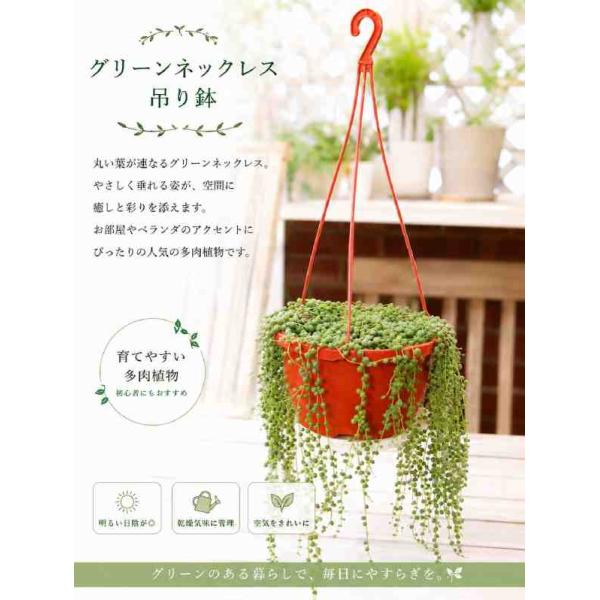 グリーンネックレス ６号鉢植えサイズ 吊り鉢　ベランダや玄関、お部屋に吊るしてください