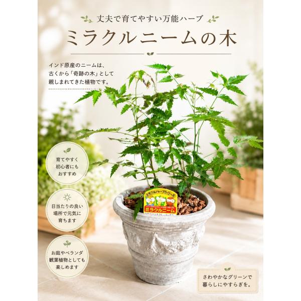 ミラクルニームの木　アンティーク風のテラコッタ♪大株仕上げタイプ♪エディブルフラワー（食用花）にも活用されています