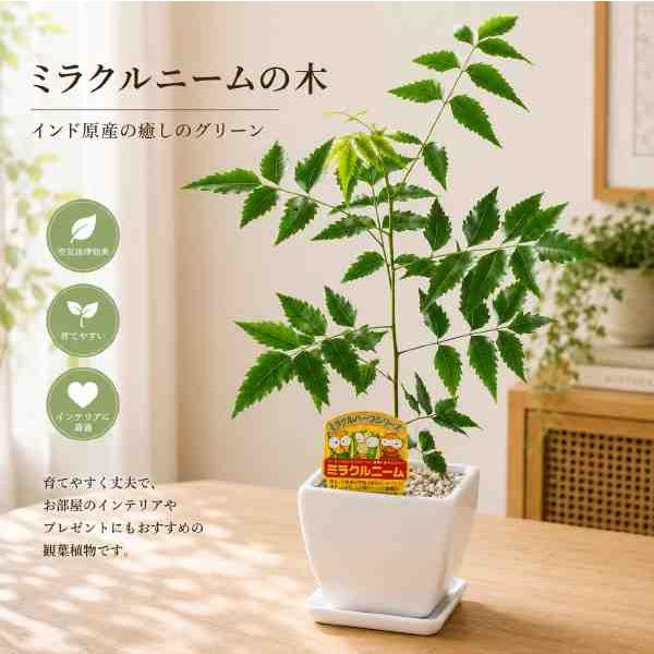 ミラクルニームの木♪インテリア陶器鉢　受け皿付き♪エディブルフラワー（食用花）にも活用されています