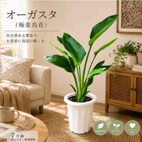 ストレリチア オーガスタ （ストレチア）極楽鳥花 ７号鉢植え　アジアンチックやモダン風・トロピカル風のインテリアなどにも♪植物を愛し思いやりを