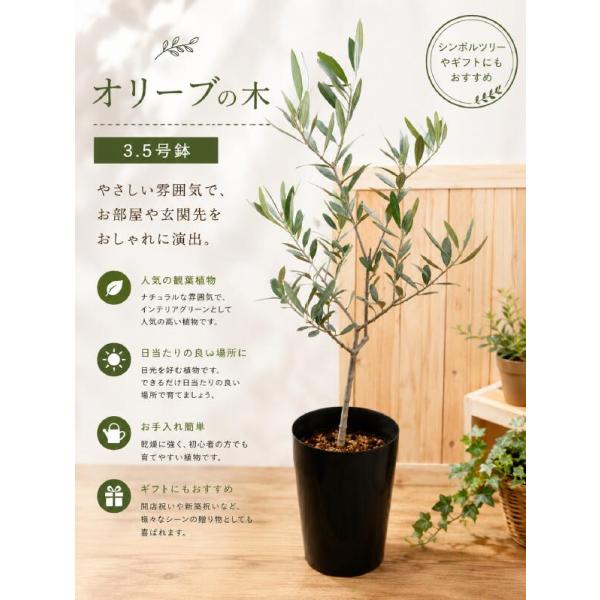 オリーブの木　 ３．５号鉢植え A品 ピンチ物（枝ぶりを良くする処理）自分流のガーデニングに仕上げて下さい♪大きく育てて下さいネ♪【SOUJU/創樹】