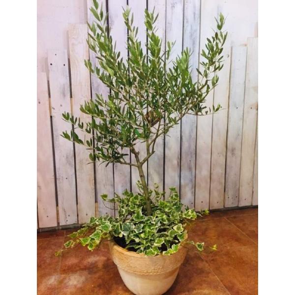 yzI[u̖؁wfiACr[j̃Vv񂹐AdāReiK[f@M|TCY@݊̂LÕV{c[LO̓Ɂ