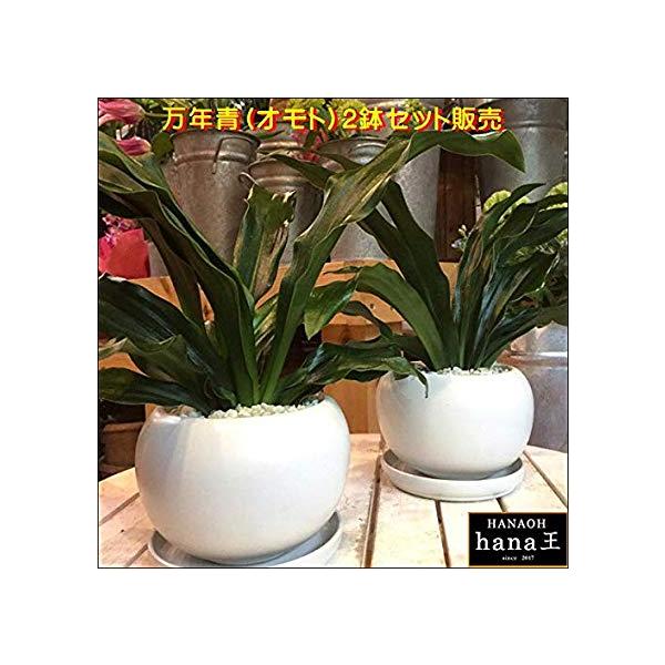 万年青（オモト）有田 ２鉢セットのお買い得販売♪和風の和み♪テーブルサイズ（S-サイズ）お祝い事、引越し祝い、開店祝い、開業祝い、新築祝い、ミニ観葉植物