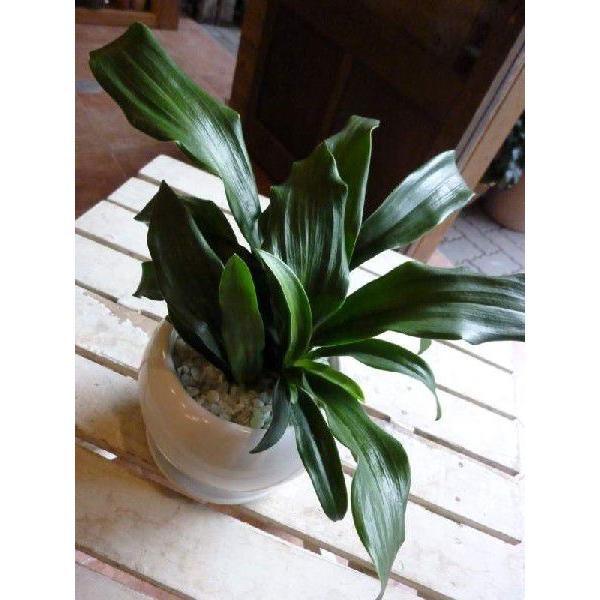 万年青 オモト おもと 有田 和風の和み テーブルサイズ S サイズ お祝い事に 引越し祝い 新築祝いなどに 観葉植物 Omoto Arita S 癒し空間 One S Garden 通販 Yahoo ショッピング