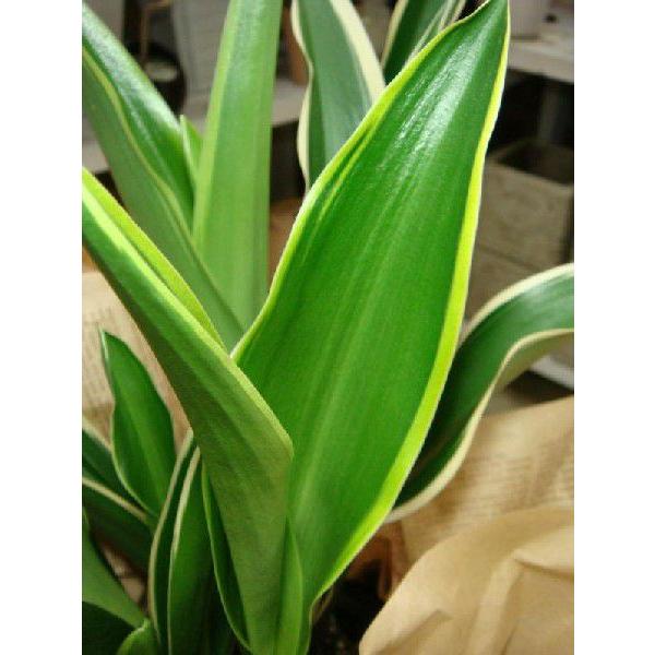 送料無料 万年青 オモト おもと 都の城 和風の和み 籐カゴ バスケット入り タイプのお得セット価格お祝い事に 引越し祝い 新築祝いなどに Buyee Buyee Japanese Proxy Service Buy From Japan Bot Online