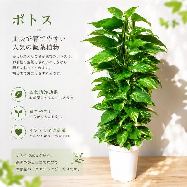 ポトス　７号鉢植え ちょっとしたお祝い・誕生日やプレゼントなどにも♪トロピカル風のインテリアなどにも♪植物を愛し思いやりで大きく育てて下さい♪