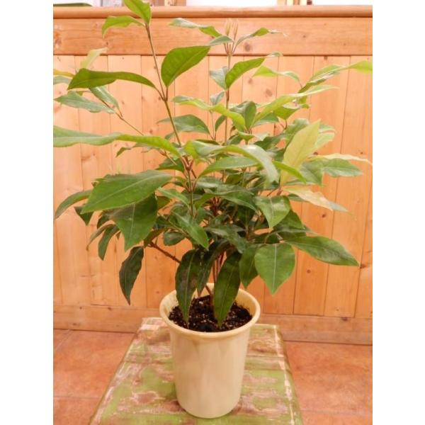 Vg[ʁ􃌃}[g̖؁@S@傫ĂĎ̃K[fjOɎdグĉt1؂Ă݂قƐǂ